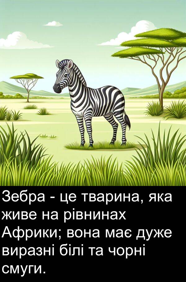 рівнинах: Зебра - це тварина, яка живе на рівнинах Африки; вона має дуже виразні білі та чорні смуги.