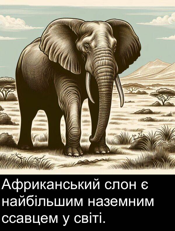 світі: Африканський слон є найбільшим наземним ссавцем у світі.