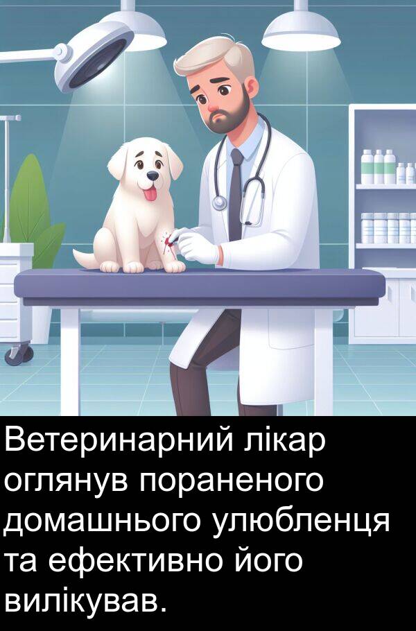 ефективно: Ветеринарний лікар оглянув пораненого домашнього улюбленця та ефективно його вилікував.