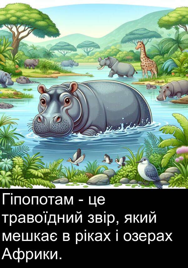 ріках: Гіпопотам - це травоїдний звір, який мешкає в ріках і озерах Африки.