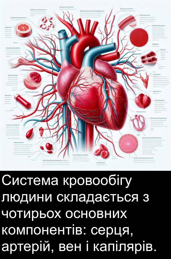 артерій: Система кровообігу людини складається з чотирьох основних компонентів: серця, артерій, вен і капілярів.