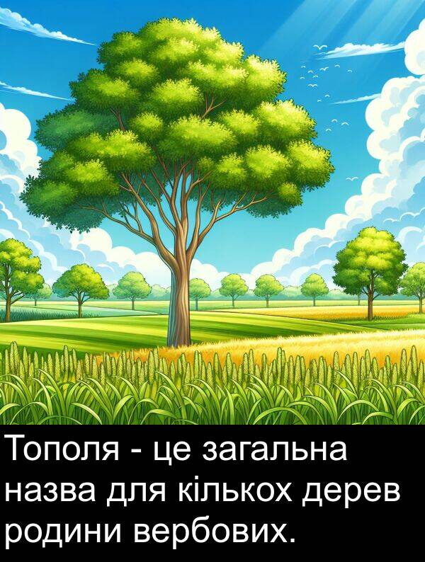 загальна: Тополя - це загальна назва для кількох дерев родини вербових.