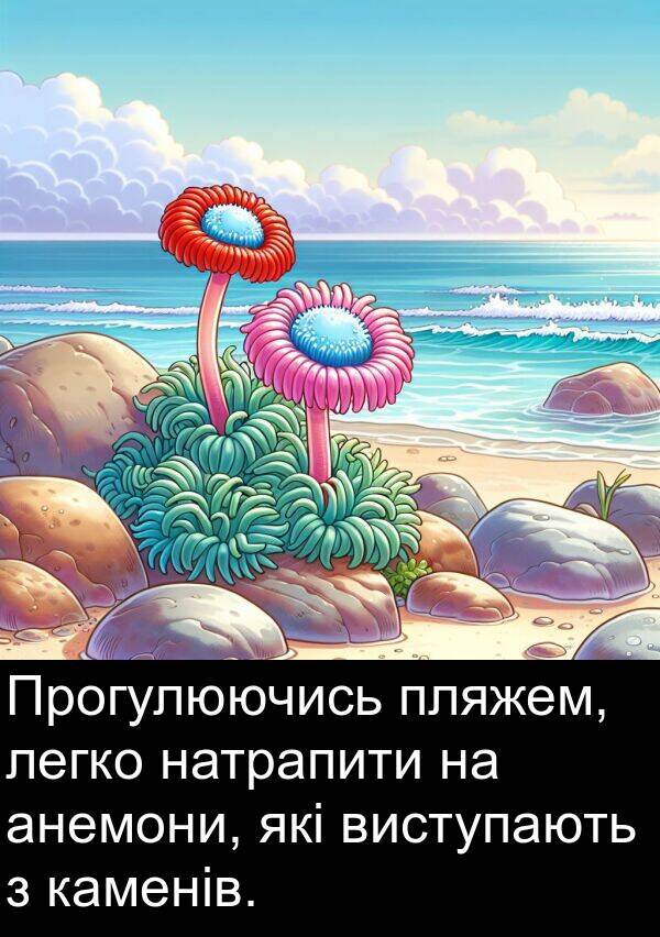 анемони: Прогулюючись пляжем, легко натрапити на анемони, які виступають з каменів.