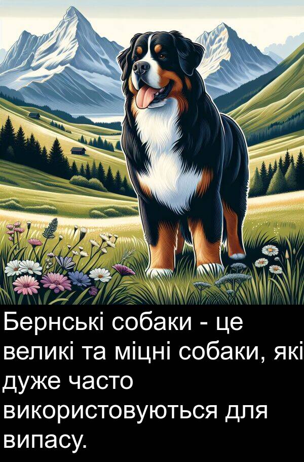 міцні: Бернські собаки - це великі та міцні собаки, які дуже часто використовуються для випасу.