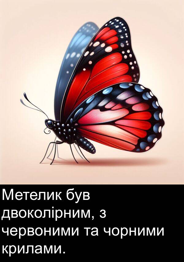 двоколірним: Метелик був двоколірним, з червоними та чорними крилами.