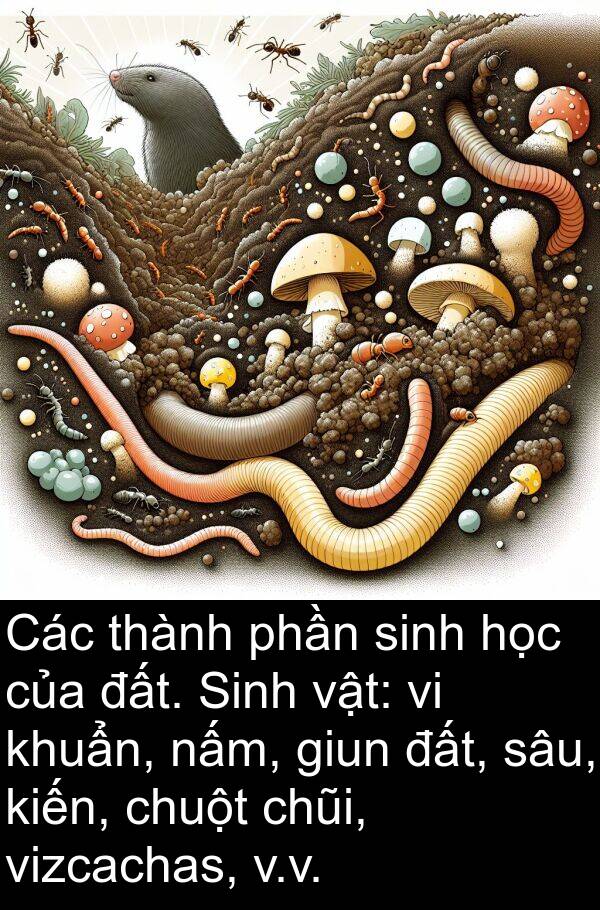 phần: Các thành phần sinh học của đất. Sinh vật: vi khuẩn, nấm, giun đất, sâu, kiến, chuột chũi, vizcachas, v.v.