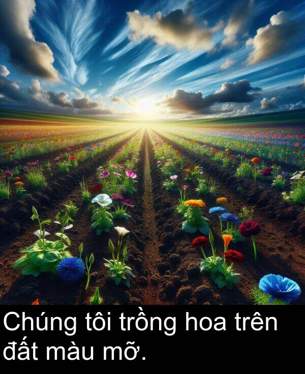 trồng: Chúng tôi trồng hoa trên đất màu mỡ.