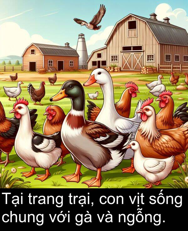 sống: Tại trang trại, con vịt sống chung với gà và ngỗng.