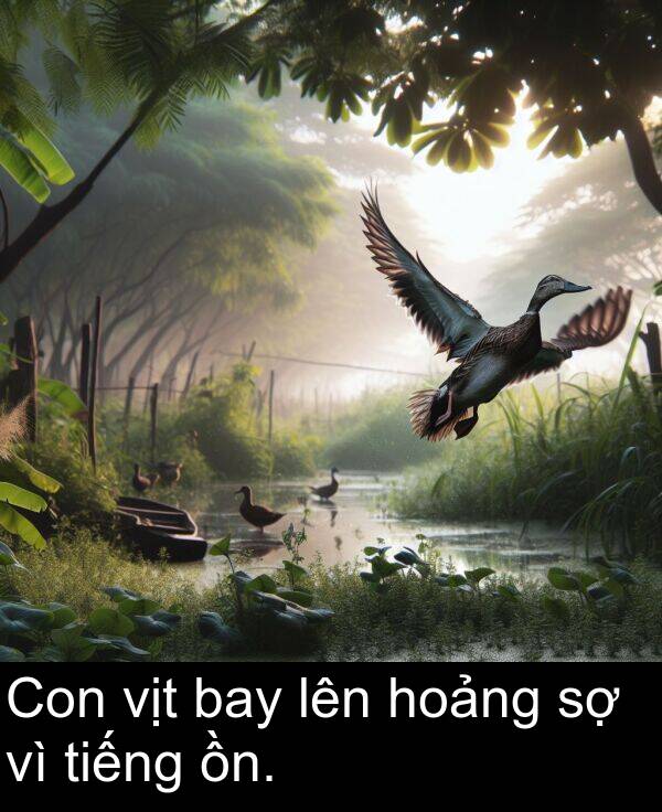 lên: Con vịt bay lên hoảng sợ vì tiếng ồn.