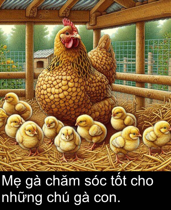 những: Mẹ gà chăm sóc tốt cho những chú gà con.