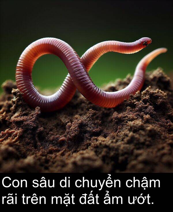 chuyển: Con sâu di chuyển chậm rãi trên mặt đất ẩm ướt.