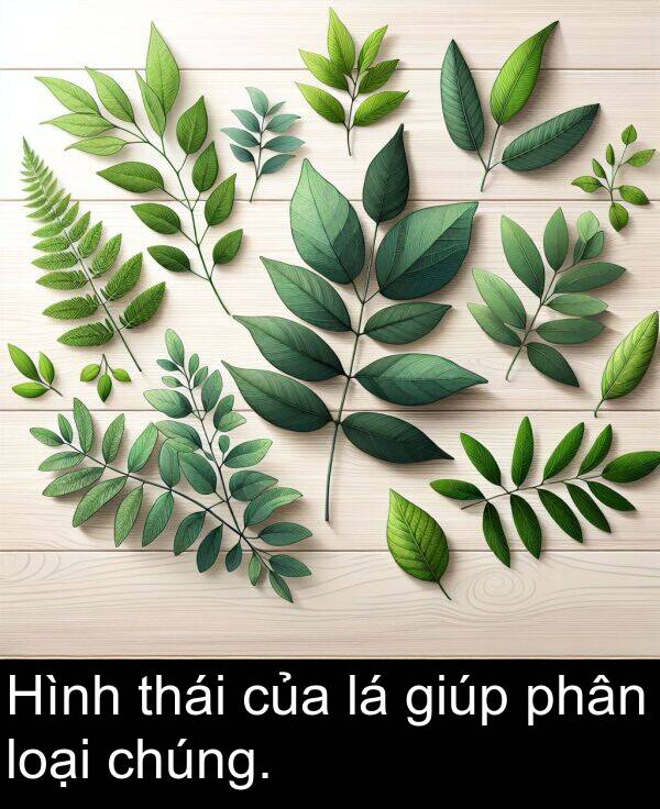 loại: Hình thái của lá giúp phân loại chúng.