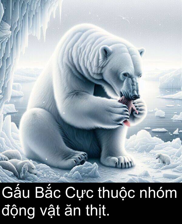 thuộc: Gấu Bắc Cực thuộc nhóm động vật ăn thịt.