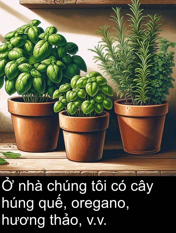 thảo: Ở nhà chúng tôi có cây húng quế, oregano, hương thảo, v.v.