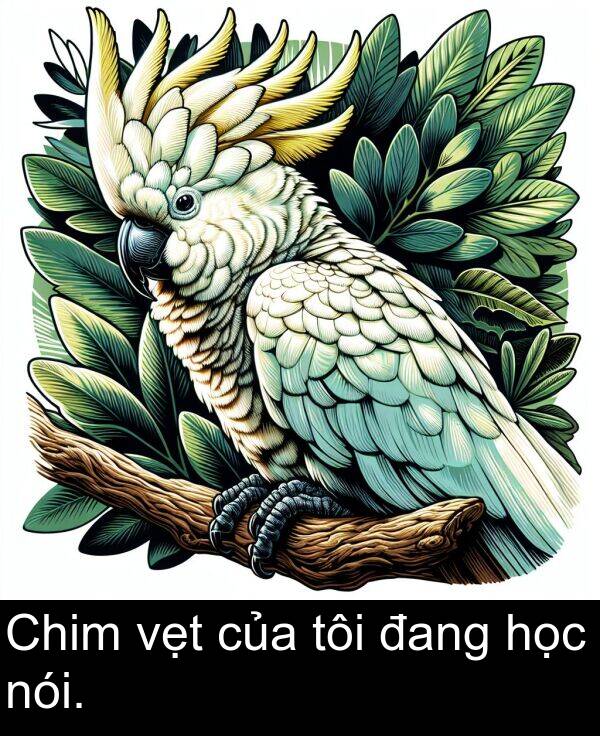 của: Chim vẹt của tôi đang học nói.