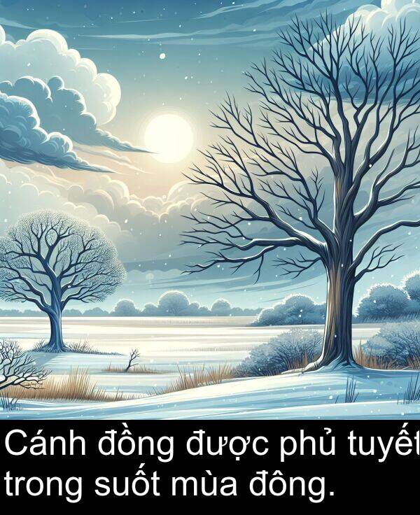 mùa: Cánh đồng được phủ tuyết trong suốt mùa đông.