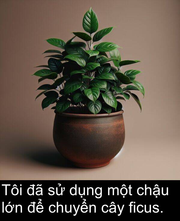 chuyển: Tôi đã sử dụng một chậu lớn để chuyển cây ficus.