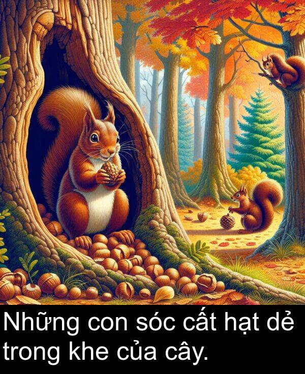 con: Những con sóc cất hạt dẻ trong khe của cây.