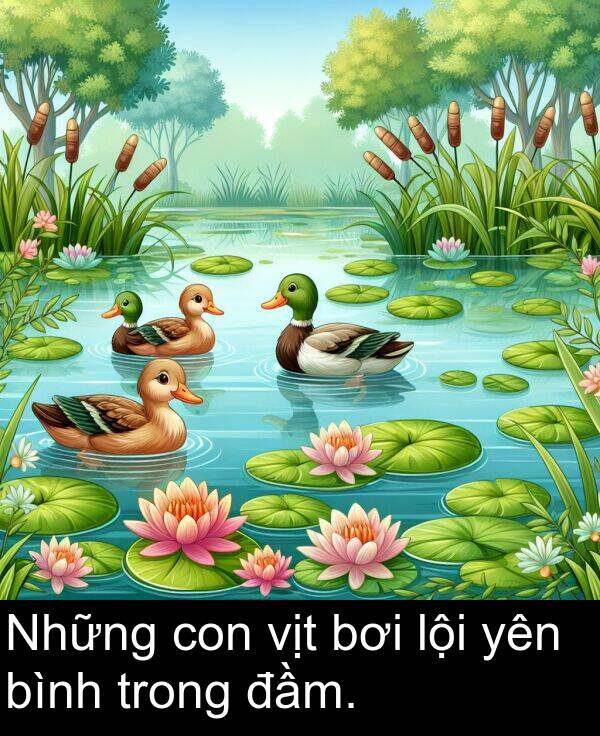 con: Những con vịt bơi lội yên bình trong đầm.