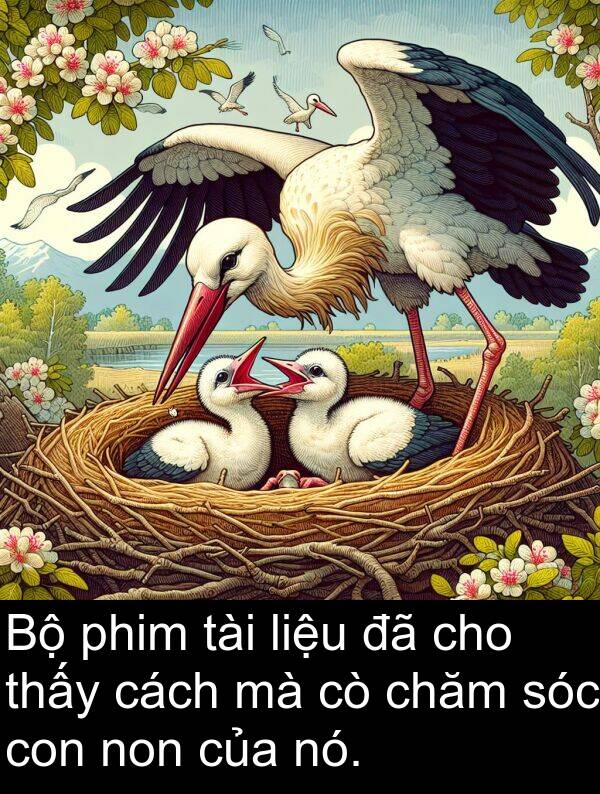 liệu: Bộ phim tài liệu đã cho thấy cách mà cò chăm sóc con non của nó.