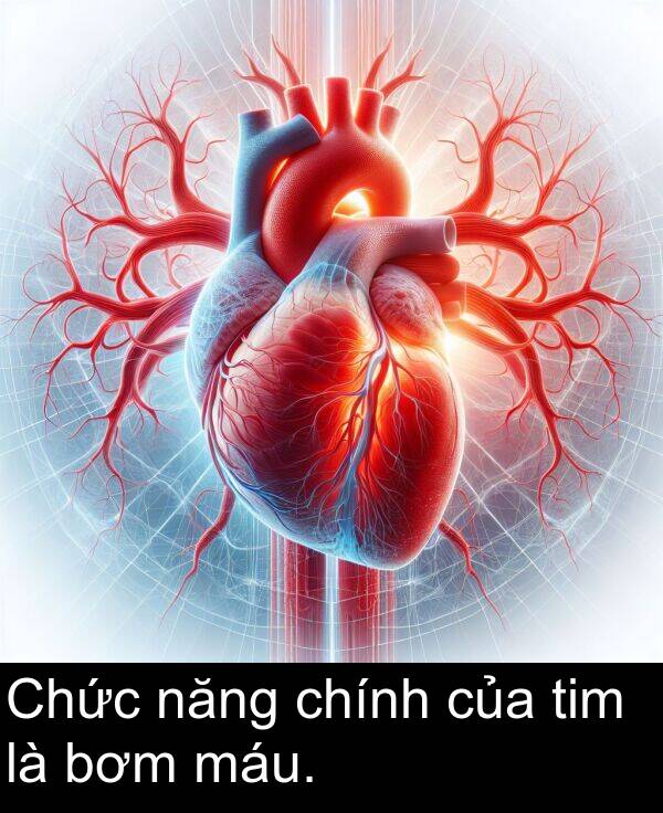 tim: Chức năng chính của tim là bơm máu.