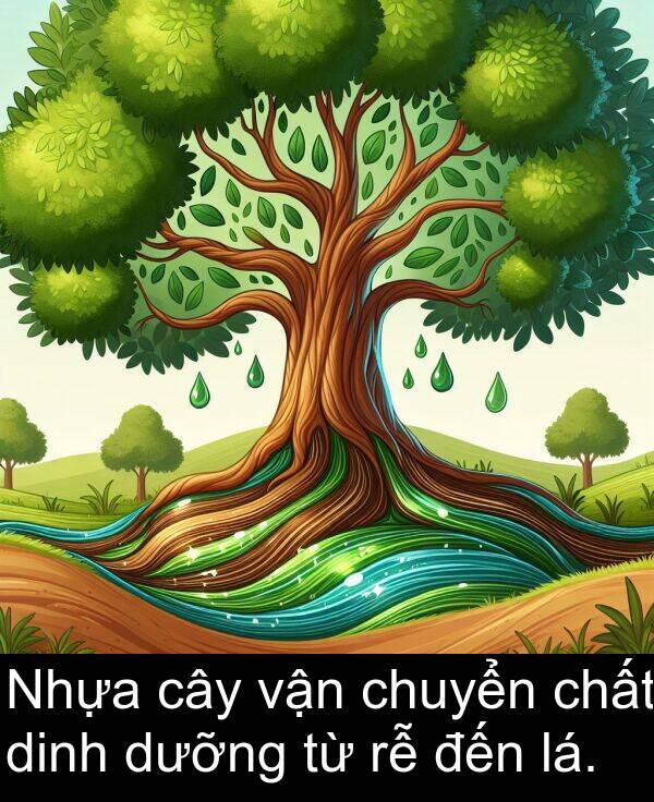 chuyển: Nhựa cây vận chuyển chất dinh dưỡng từ rễ đến lá.