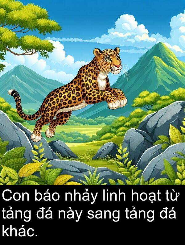 này: Con báo nhảy linh hoạt từ tảng đá này sang tảng đá khác.