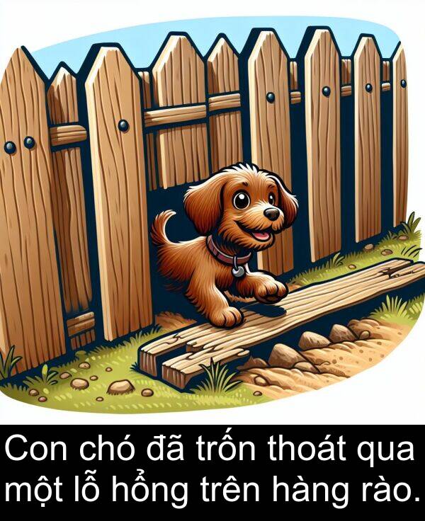 trốn: Con chó đã trốn thoát qua một lỗ hổng trên hàng rào.