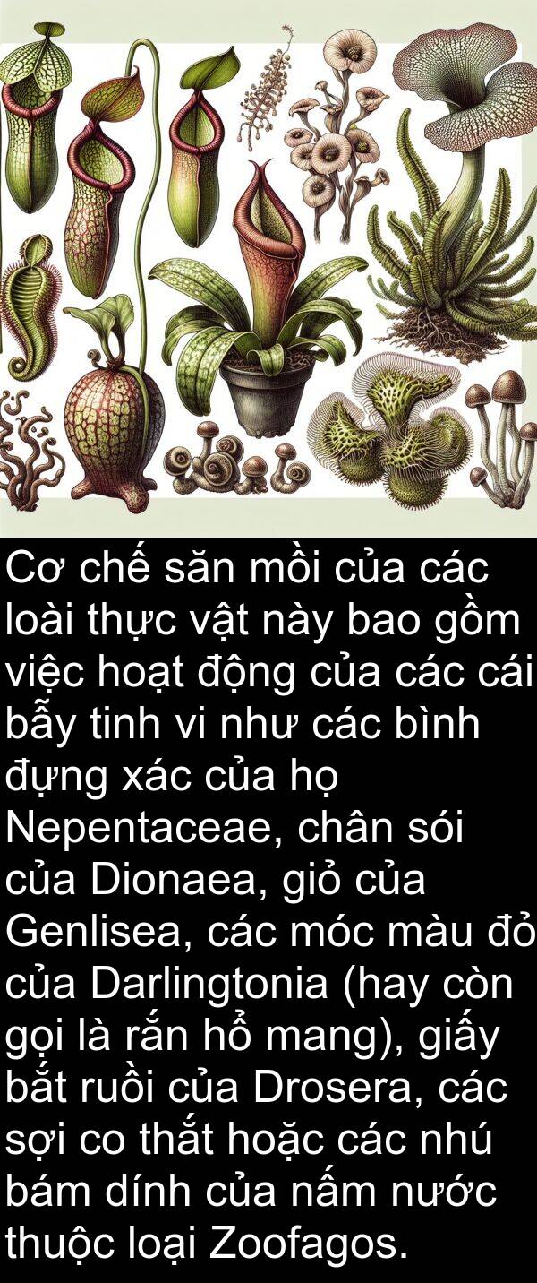 mồi: Cơ chế săn mồi của các loài thực vật này bao gồm việc hoạt động của các cái bẫy tinh vi như các bình đựng xác của họ Nepentaceae, chân sói của Dionaea, giỏ của Genlisea, các móc màu đỏ của Darlingtonia (hay còn gọi là rắn hổ mang), giấy bắt ruồi của Drosera, các sợi co thắt hoặc các nhú bám dính của nấm nước thuộc loại Zoofagos.