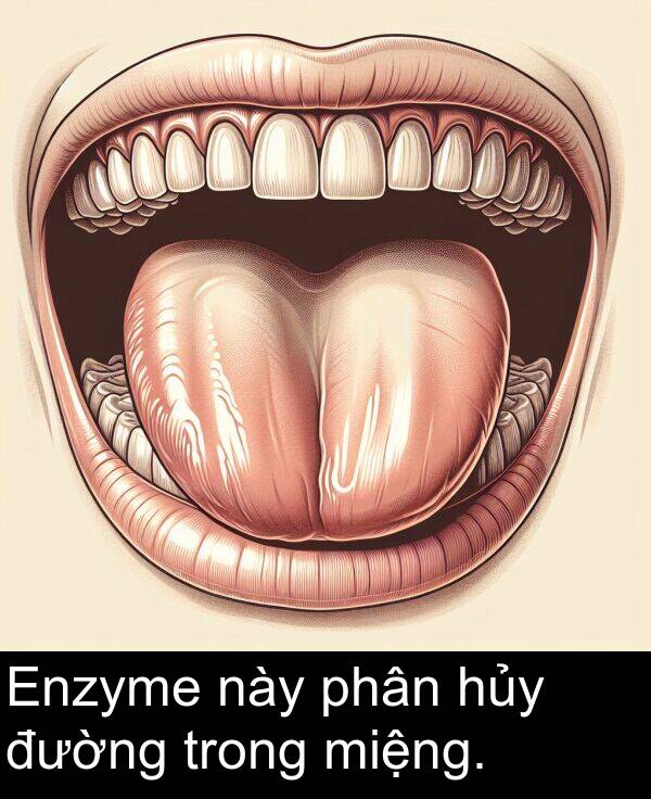 này: Enzyme này phân hủy đường trong miệng.