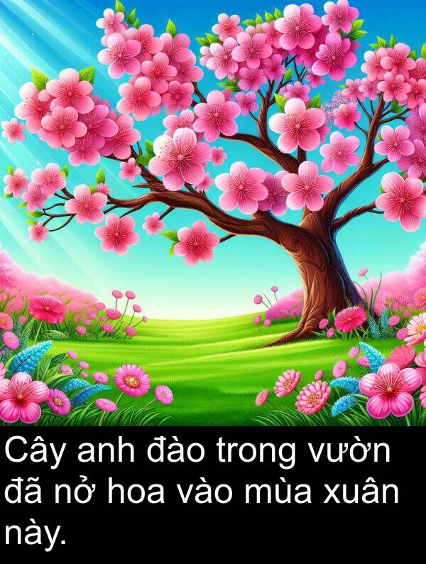 xuân: Cây anh đào trong vườn đã nở hoa vào mùa xuân này.