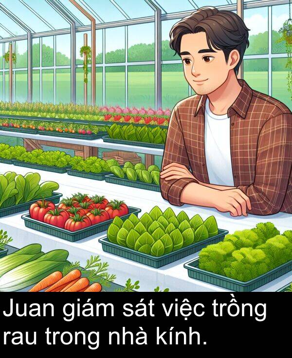 trồng: Juan giám sát việc trồng rau trong nhà kính.