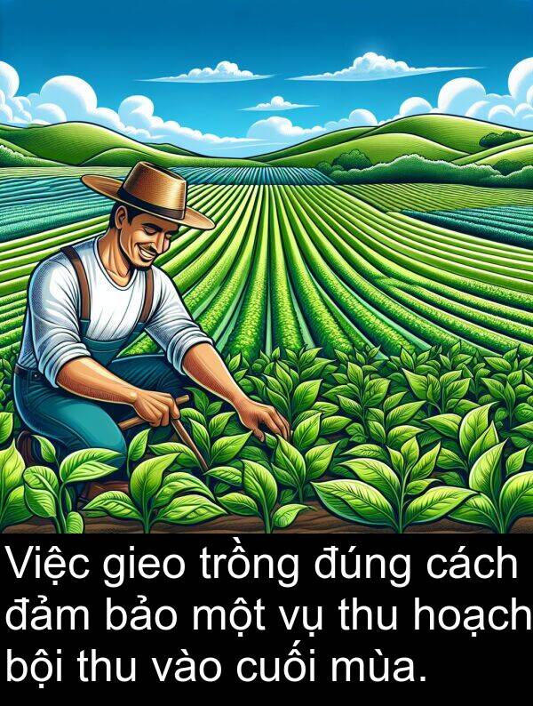 trồng: Việc gieo trồng đúng cách đảm bảo một vụ thu hoạch bội thu vào cuối mùa.