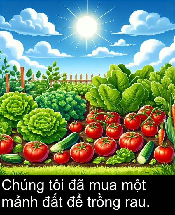 trồng: Chúng tôi đã mua một mảnh đất để trồng rau.