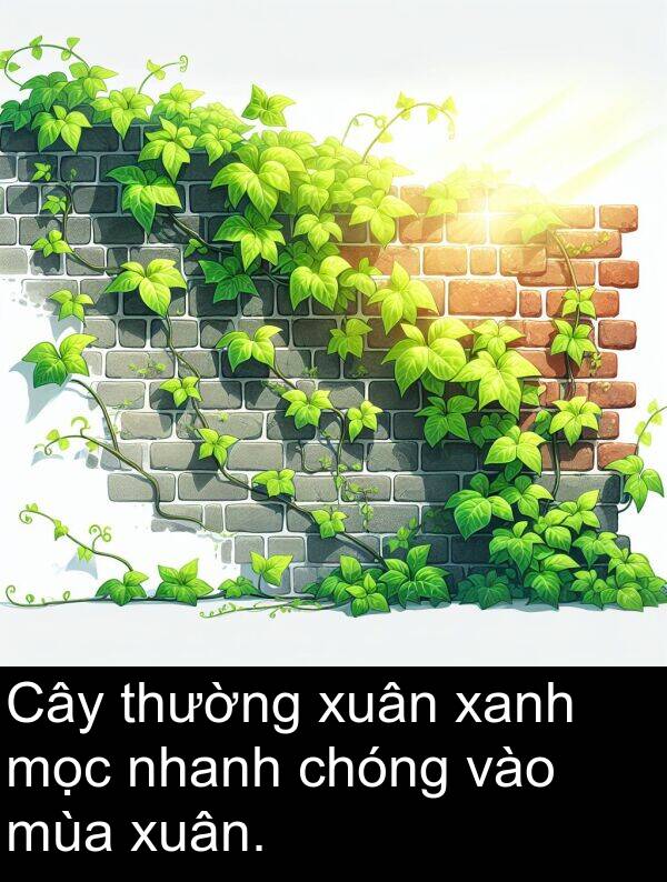 xuân: Cây thường xuân xanh mọc nhanh chóng vào mùa xuân.