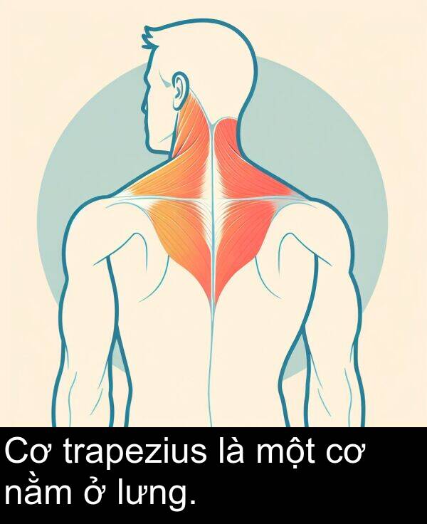 một: Cơ trapezius là một cơ nằm ở lưng.