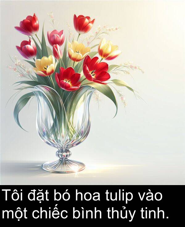 tulip: Tôi đặt bó hoa tulip vào một chiếc bình thủy tinh.