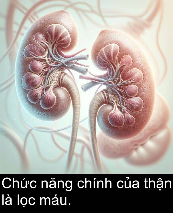 máu: Chức năng chính của thận là lọc máu.