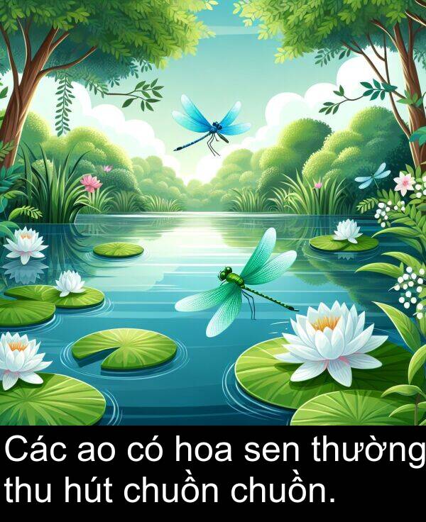 thu: Các ao có hoa sen thường thu hút chuồn chuồn.