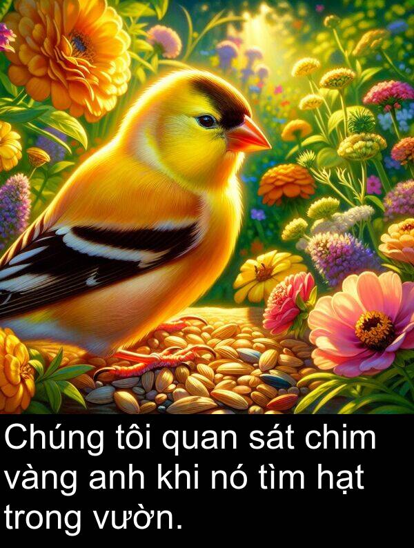 tìm: Chúng tôi quan sát chim vàng anh khi nó tìm hạt trong vườn.