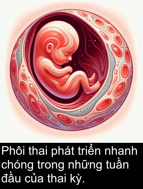 triển: Phôi thai phát triển nhanh chóng trong những tuần đầu của thai kỳ.