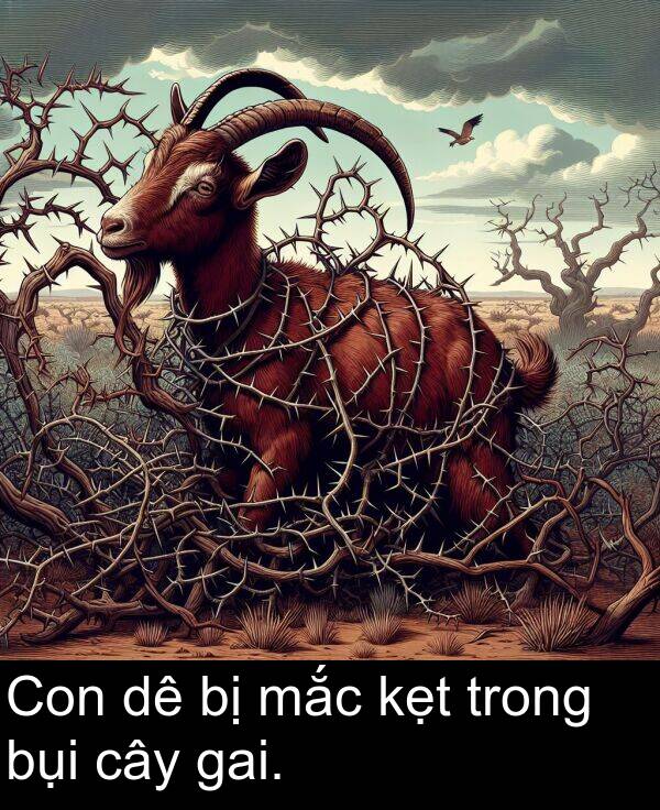 mắc: Con dê bị mắc kẹt trong bụi cây gai.