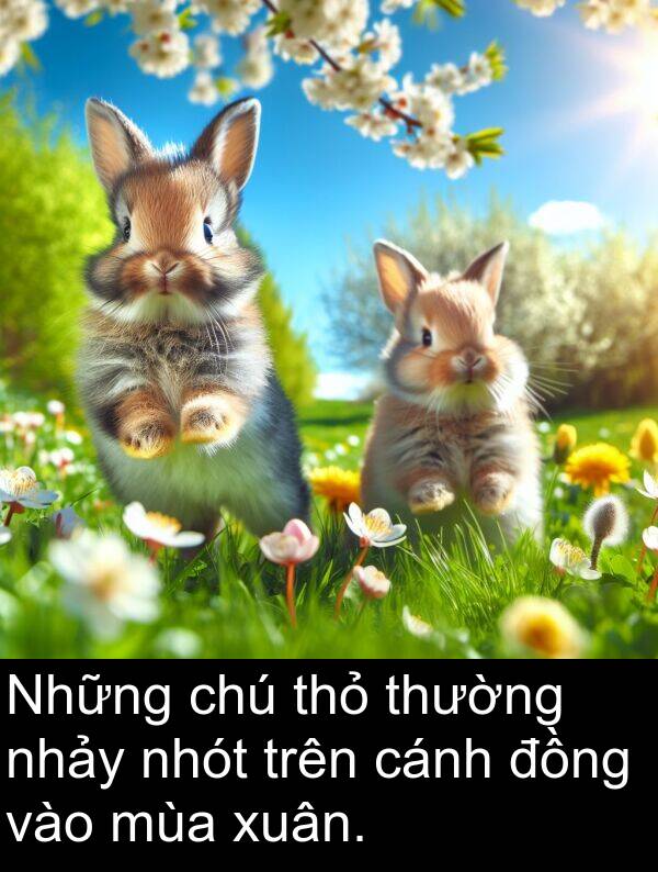 xuân: Những chú thỏ thường nhảy nhót trên cánh đồng vào mùa xuân.