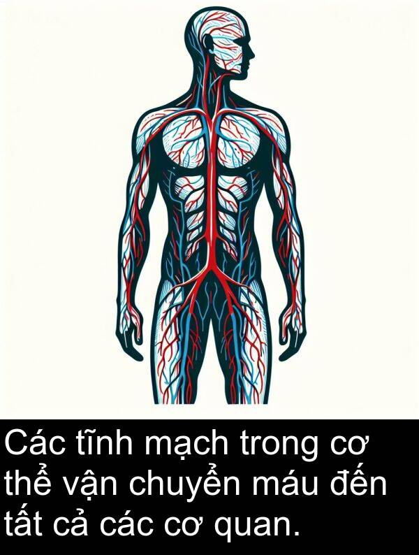 chuyển: Các tĩnh mạch trong cơ thể vận chuyển máu đến tất cả các cơ quan.