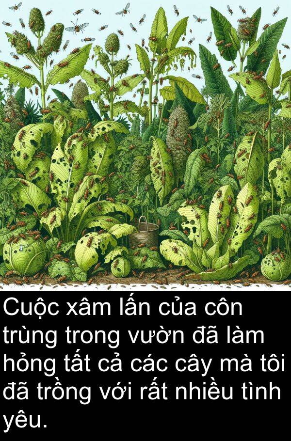 trồng: Cuộc xâm lấn của côn trùng trong vườn đã làm hỏng tất cả các cây mà tôi đã trồng với rất nhiều tình yêu.