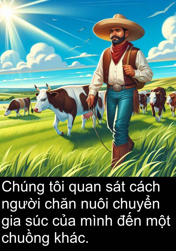 súc: Chúng tôi quan sát cách người chăn nuôi chuyển gia súc của mình đến một chuồng khác.