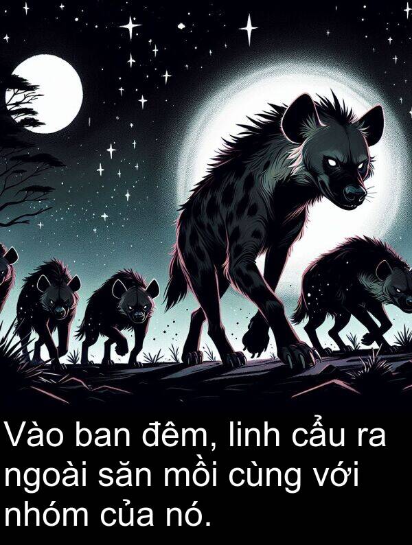 nhóm: Vào ban đêm, linh cẩu ra ngoài săn mồi cùng với nhóm của nó.