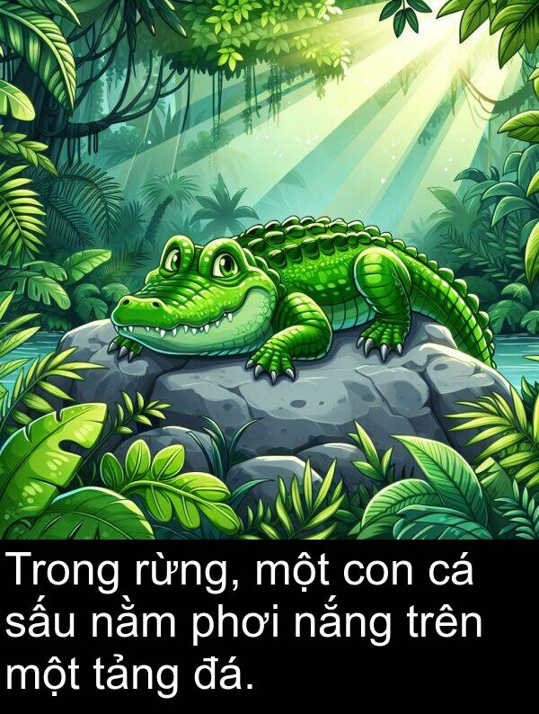 phơi: Trong rừng, một con cá sấu nằm phơi nắng trên một tảng đá.