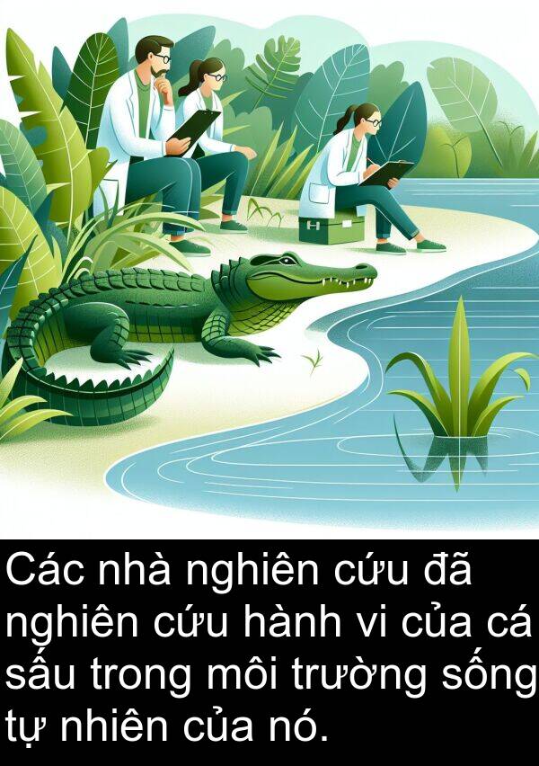 môi: Các nhà nghiên cứu đã nghiên cứu hành vi của cá sấu trong môi trường sống tự nhiên của nó.