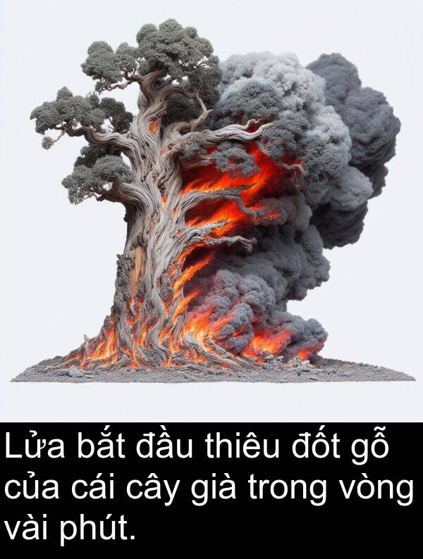 phút: Lửa bắt đầu thiêu đốt gỗ của cái cây già trong vòng vài phút.